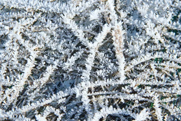 Śnieg Wzory Rośliny Wczesną Zimą — Zdjęcie stockowe