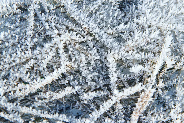 Snow Patterns Plants Early Winter — Stock Photo, Image