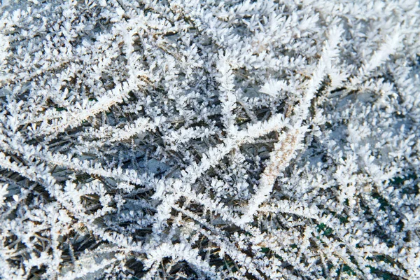 Снігові Візерунки Рослинах Початку Зими — стокове фото