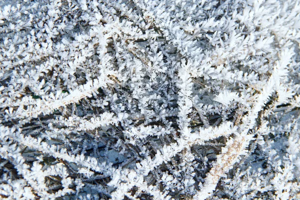 Снігові Візерунки Рослинах Початку Зими — стокове фото