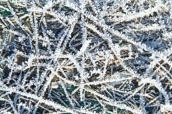 Patrones Nieve Las Plantas Principios Invierno — Foto de Stock