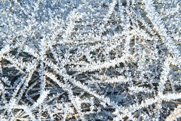 Śnieg Wzory Rośliny Wczesną Zimą — Zdjęcie stockowe