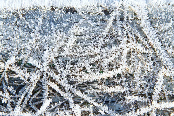 Sneeuw Patronen Planten Vroege Winter — Stockfoto