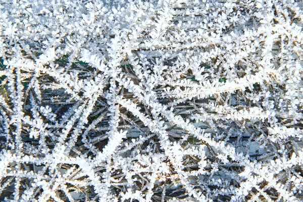 Śnieg Wzory Rośliny Wczesną Zimą — Zdjęcie stockowe