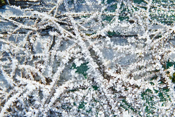 初冬植物上的雪模式 — 图库照片