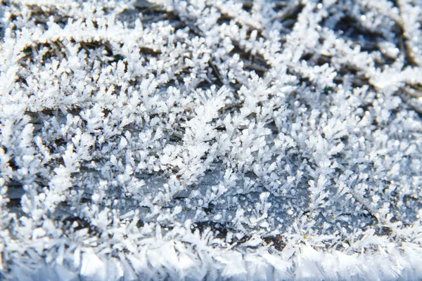 初冬の植物雪パターン — ストック写真