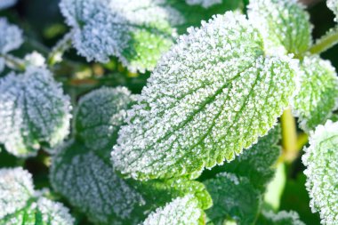 Bitkiler üzerinde erken kışın buz