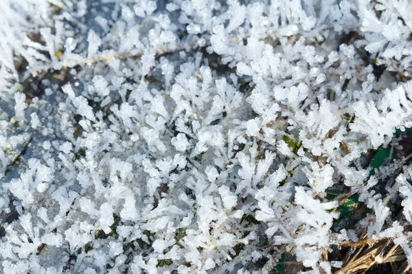 Sneeuw Patronen Planten Vroege Winter — Stockfoto