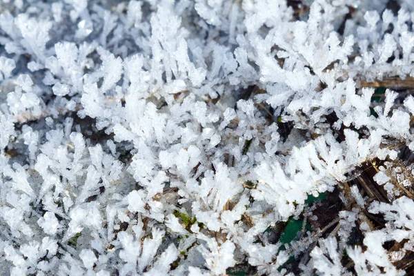 Patrones Nieve Las Plantas Principios Invierno —  Fotos de Stock