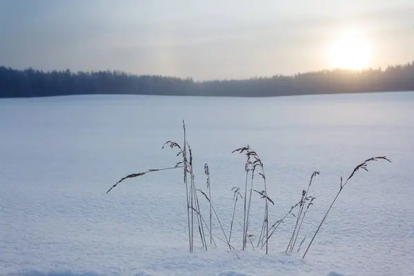 Güneşin Doğuşunda Çimlerle Kaplı Kış Manzarası — Stok fotoğraf