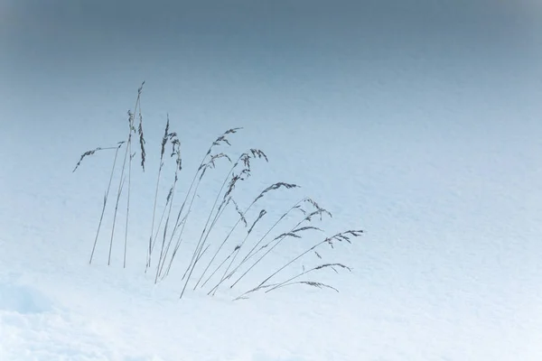 Grass Snowy Field — Stock Photo, Image