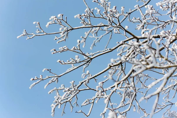 Takken Sneeuw Winter — Stockfoto