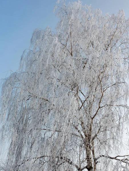 Ramos Vidoeiro Neve Inverno — Fotografia de Stock