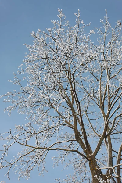 Κλαδιά Δέντρων Στο Χιόνι Χειμώνα — Φωτογραφία Αρχείου