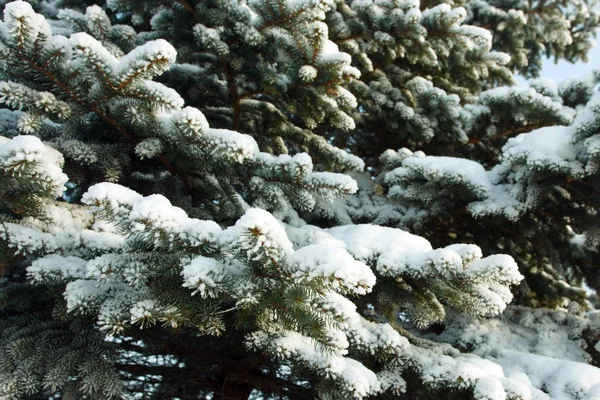冬の雪の中のクリスマス ツリーの枝 — ストック写真