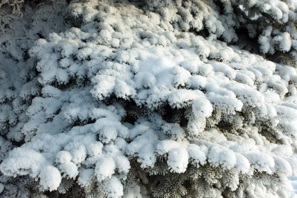 Kerstboom Takken Sneeuw Winter — Stockfoto