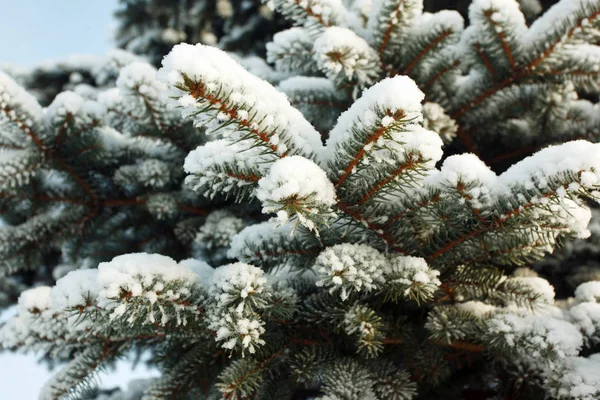 Christmas Tree Branches Snow Winter — Stock Photo, Image