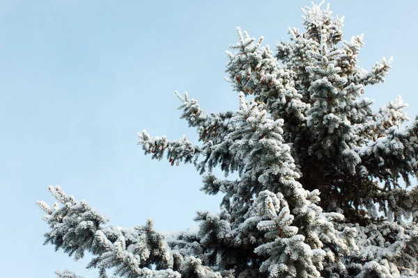 Ramos Árvore Natal Neve Inverno — Fotografia de Stock