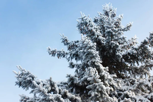 Julgran Grenar Snön Vinter — Stockfoto