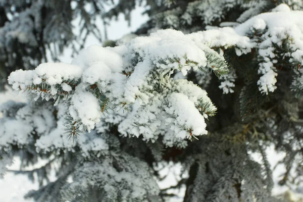 Гілки Ялинки Снігу Взимку — стокове фото