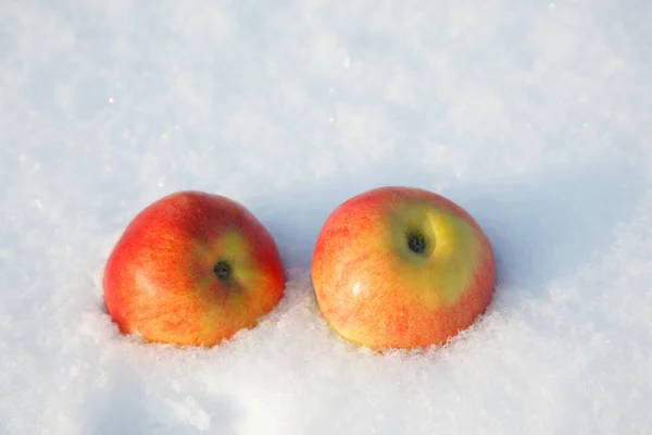 Apples on white snow in winter