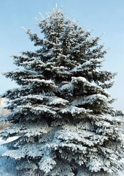 冬の雪の中のクリスマス ツリーの枝 ストックフォト