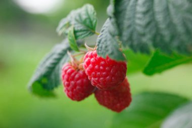 Bahçedeki ahududu şube