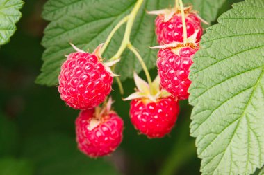 Bahçedeki ahududu şube