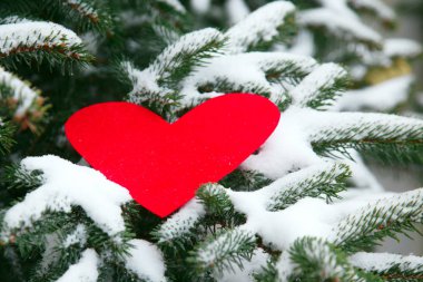 Red heart on the pine branches