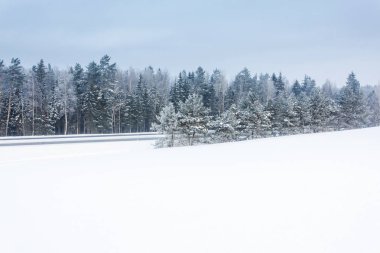 Ormanlı kış manzarası