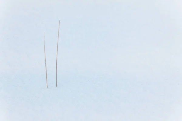 Grass Snowy Field — Stock Photo, Image