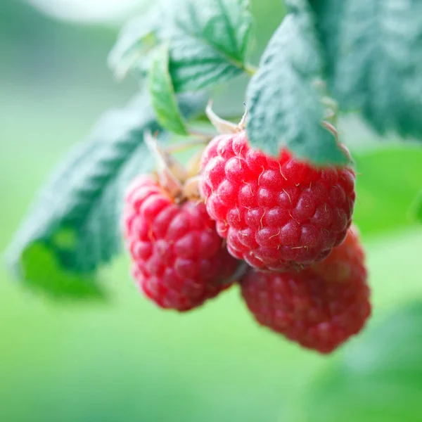 Raspberry Branch Garden — Stock Photo, Image