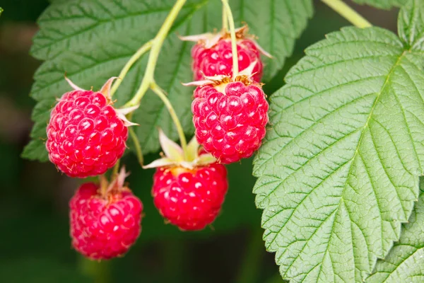 Bahçedeki ahududu şube