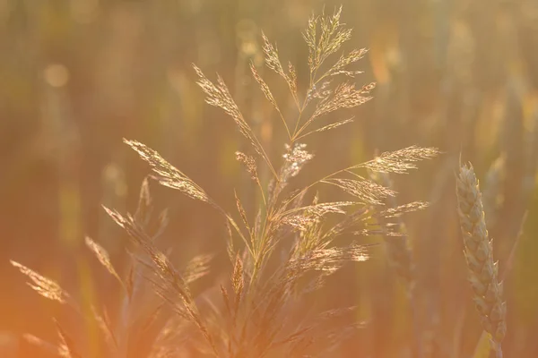 Gras Auf Einem Feld Sonnenlicht — Stockfoto