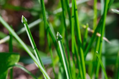 Sabahları çimlere çiy damlaları düşer.