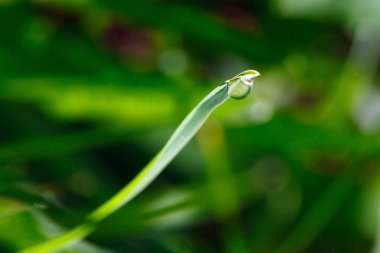 Sabahları çimlere çiy damlaları düşer.
