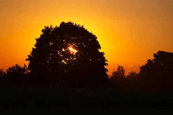 Západ Slunce Strom Létě — Stock fotografie
