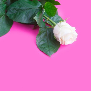 Pembe arka planda beyaz gül