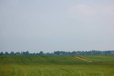 Alan ile kırsal yaz manzara