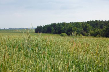 Orman ve tarla ile yaz manzara