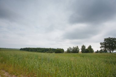 Alan ile kırsal yaz manzara