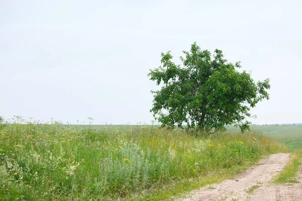 野原と道路のある田舎の夏の風景 — ストック写真