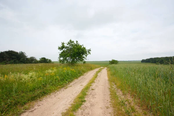 Ländliche Sommerlandschaft Mit Feld Und Straße — Stockfoto