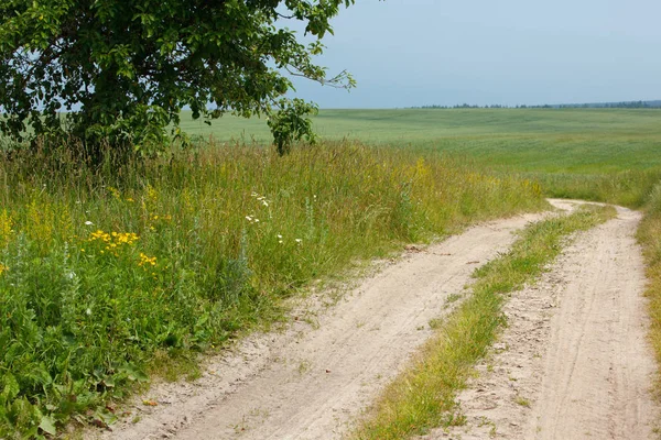 Rural Summer Landscape Field Road — Stock Photo, Image