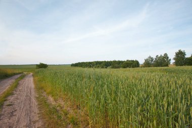 Alan ve yol ile kırsal yaz manzara