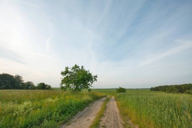 Alan ve yol ile kırsal yaz manzara