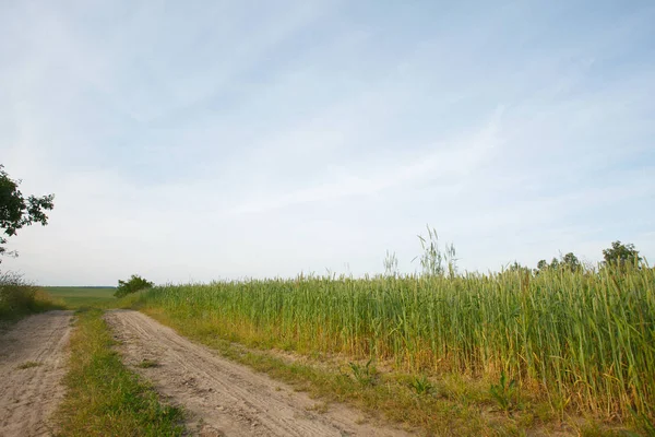 Rural Summer Landscape Field Road — Stock Photo, Image