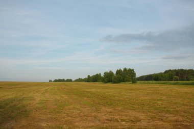yaz aylarında ormana karşı bir alanda spikelets