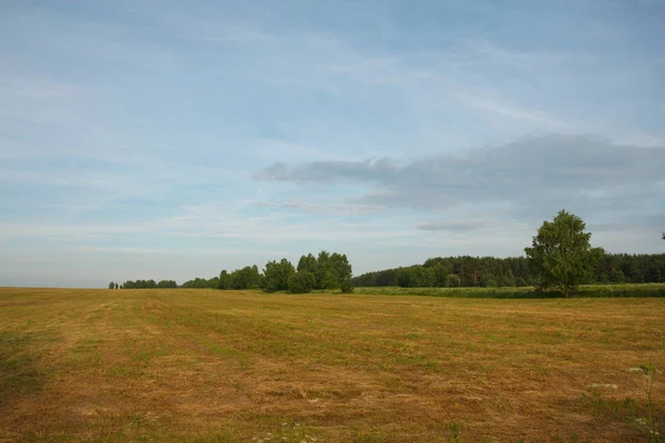 yaz aylarında ormana karşı bir alanda spikelets