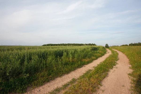 Paisagem Rural Verão Com Campo Estrada — Fotografia de Stock